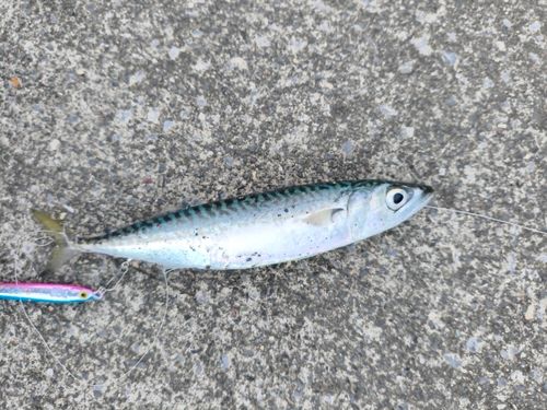サバの釣果