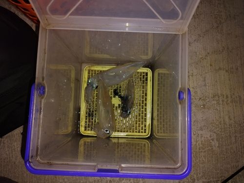 ヤリイカの釣果