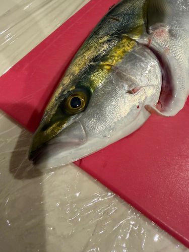 イナダの釣果
