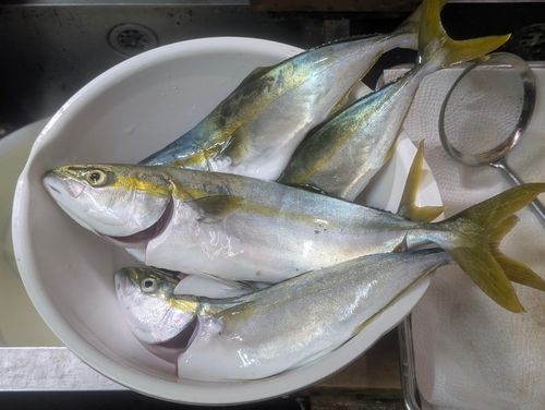 イナダの釣果