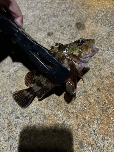 ソイの釣果