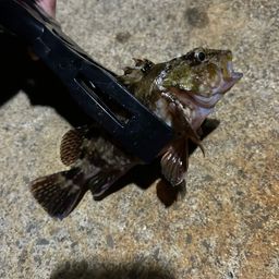 ソイ