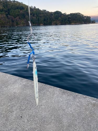 イナダの釣果