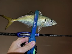 マアジの釣果