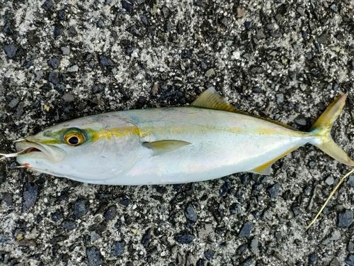 ツバスの釣果