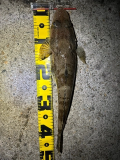 マゴチの釣果