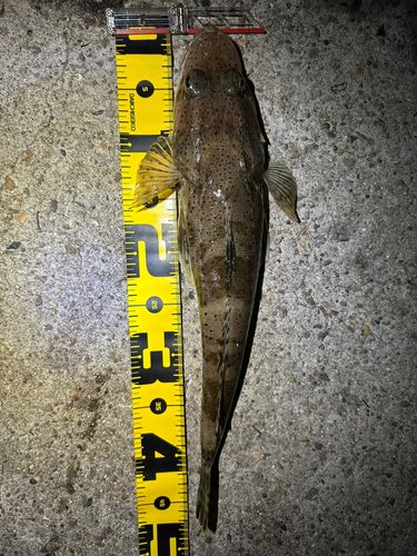 マゴチの釣果