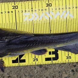 アメリカンキャットフィッシュ