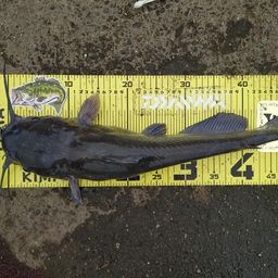 アメリカンキャットフィッシュ