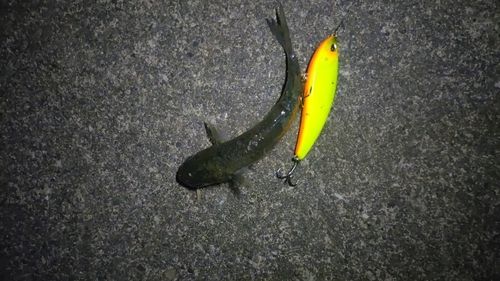 ボラの釣果