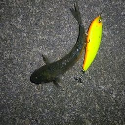 ボラ