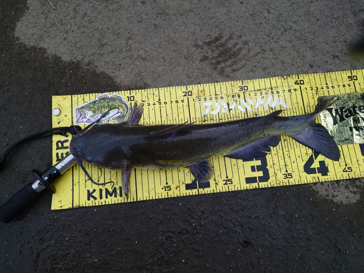 アメリカンキャットフィッシュ