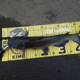 アメリカンキャットフィッシュ