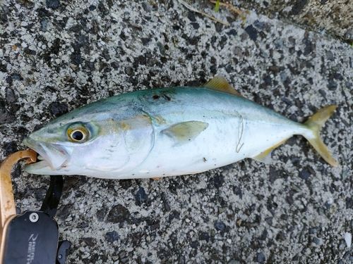 ツバスの釣果