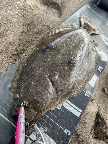 ヒラメの釣果