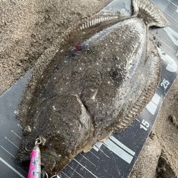 ヒラメ