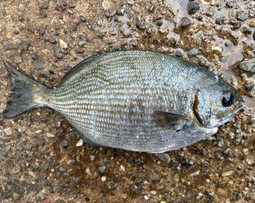 イスズミの釣果