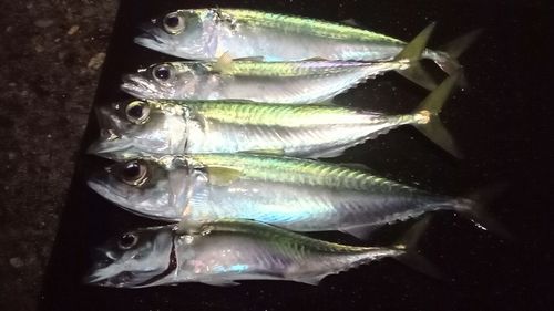 サバの釣果