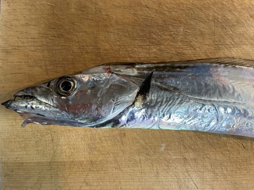 タチウオの釣果