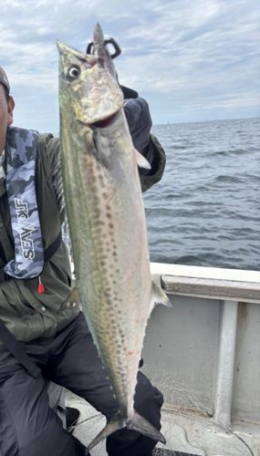 サワラの釣果