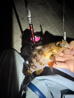 アカメバルの釣果