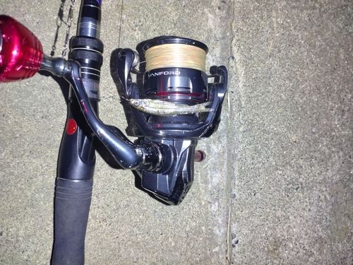 クチボソの釣果