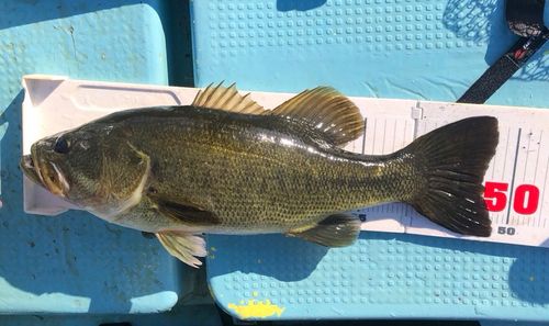 ブラックバスの釣果