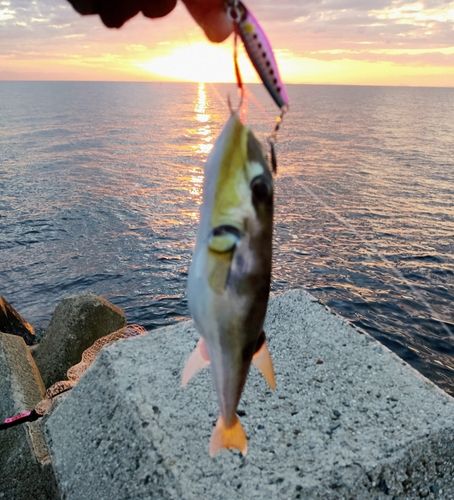 マアジの釣果