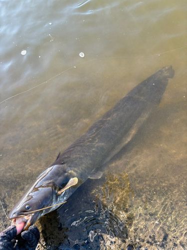ナマズの釣果