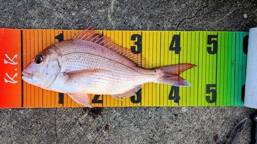 マダイの釣果