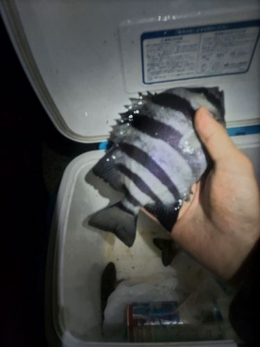 サンバソウの釣果