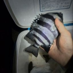 サンバソウ