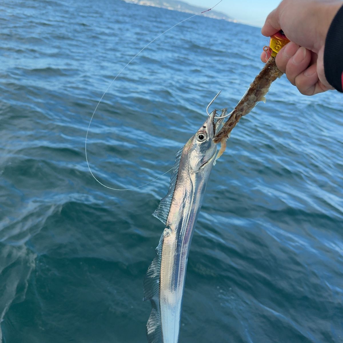 遊釣CH まっすん♪さんの釣果 2枚目の画像