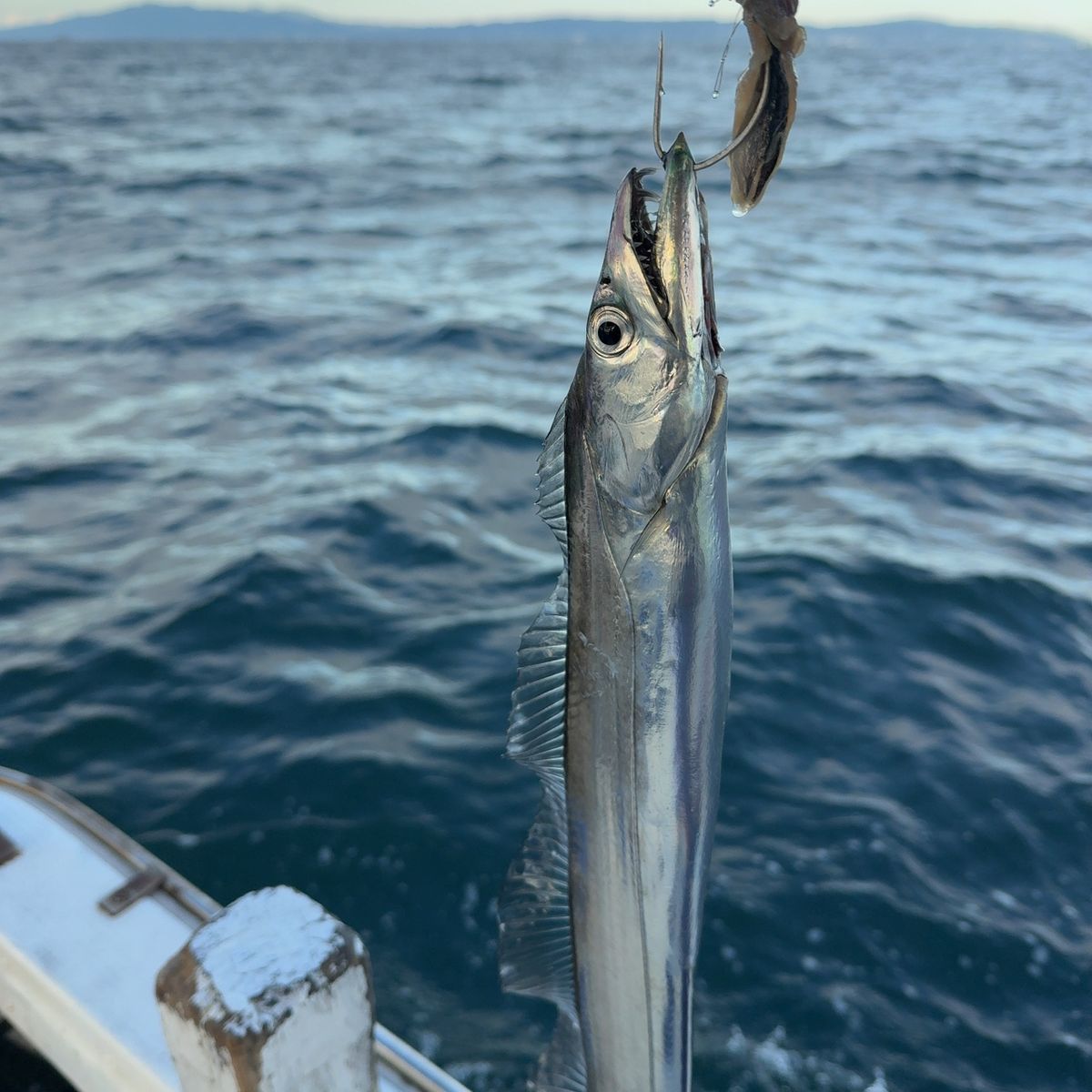 遊釣CH まっすん♪さんの釣果 3枚目の画像