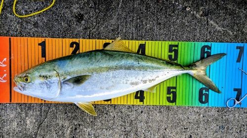 メジロの釣果