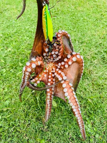 タコの釣果