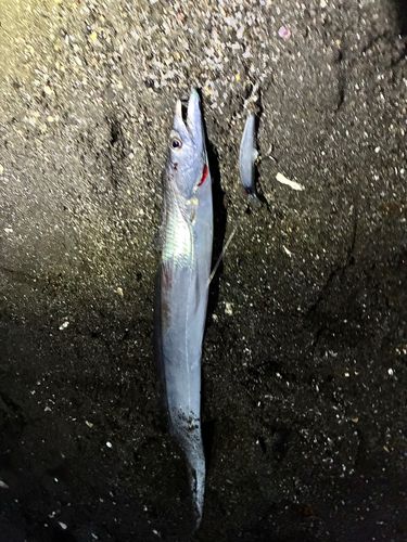 タチウオの釣果