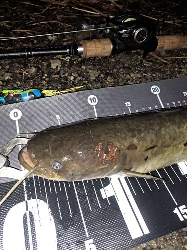 ナマズの釣果