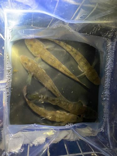 マハゼの釣果