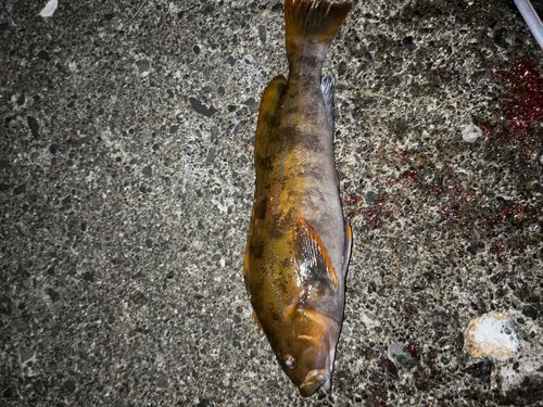アブラコの釣果