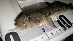 マハゼの釣果