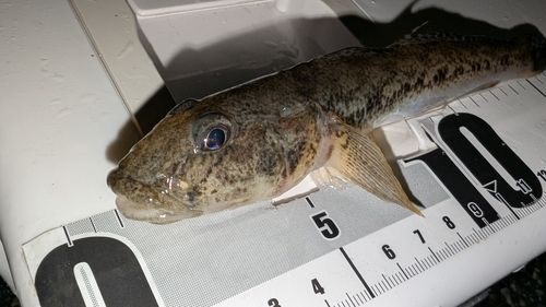 マハゼの釣果