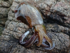 アオリイカの釣果