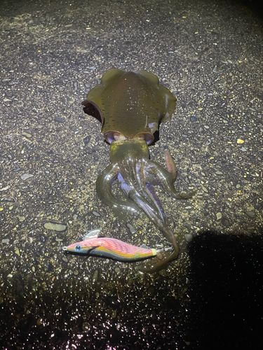 アオリイカの釣果