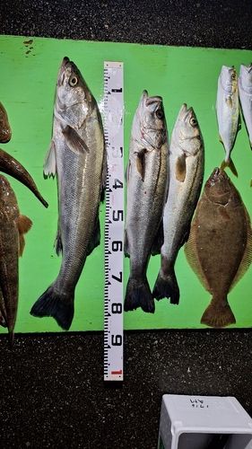 スズキの釣果