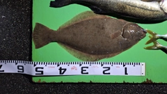 ヒラメの釣果