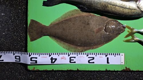 ヒラメの釣果