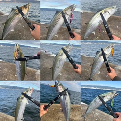 サゴシの釣果