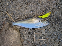 コノシロの釣果