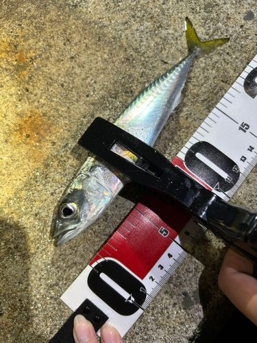 サバの釣果